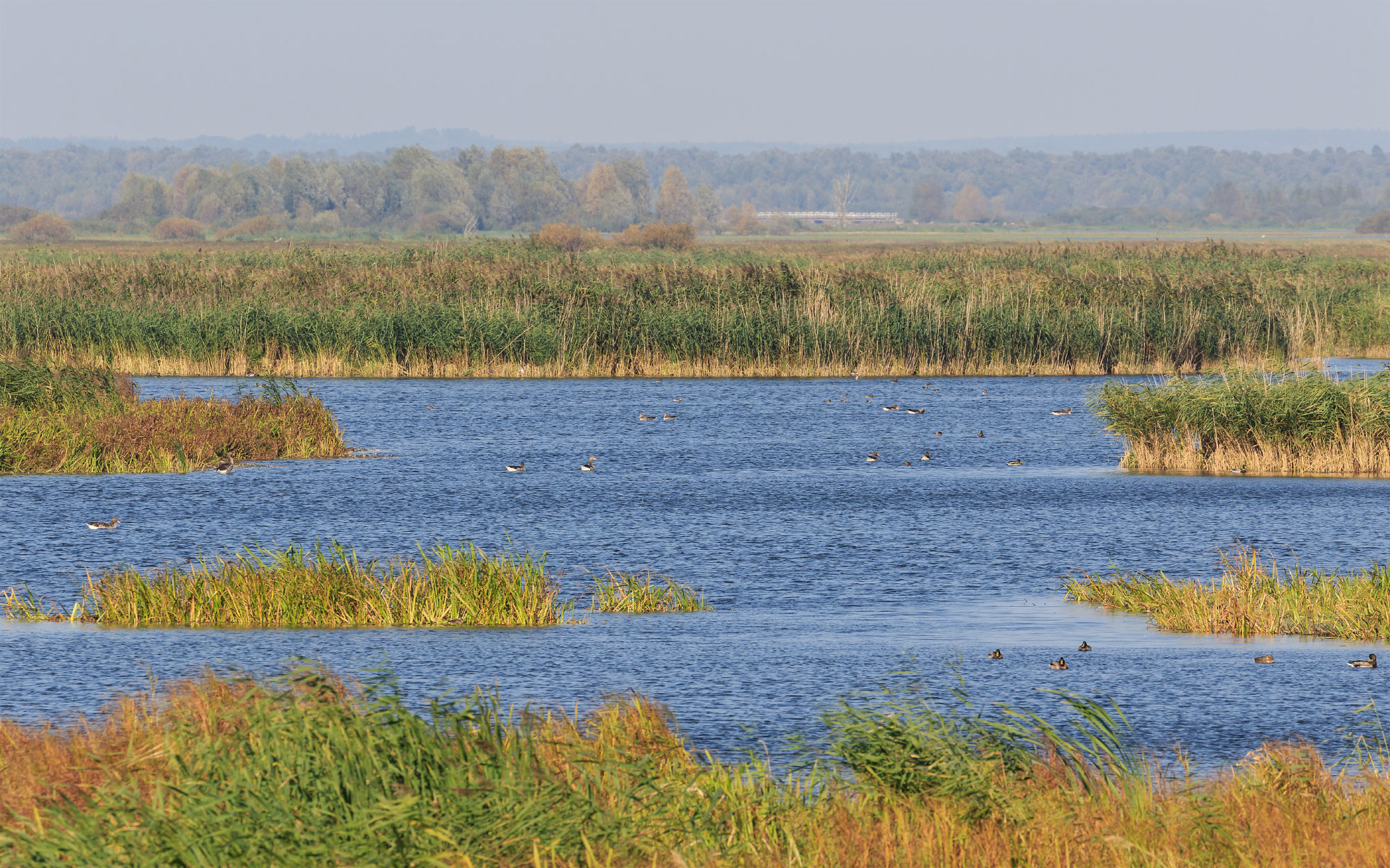 Park Narodowy Ujscie Warty (Photo License: Free Art License)